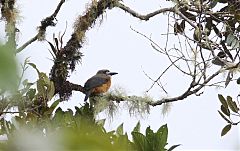 White-faced Nunbird